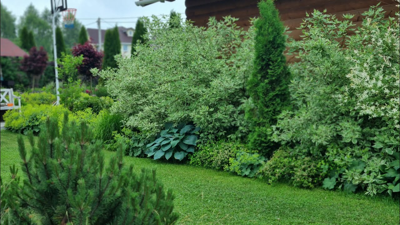 Многолетники для переднего края цветника.