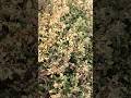 Tulsi ma Laxmi #vastuu