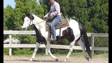 Kirby  ***For info, price, etc., go to our website*** Valley View Ranch