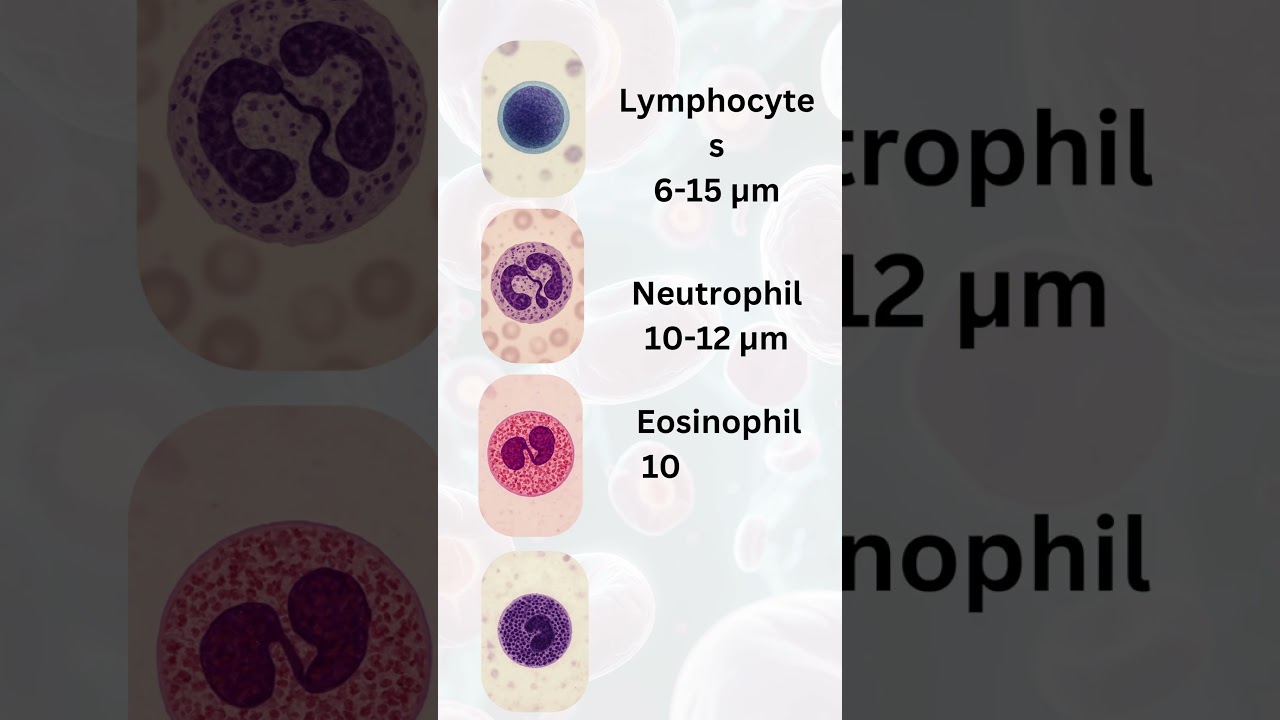 Largest cell among the white blood corpuscles WBCs
