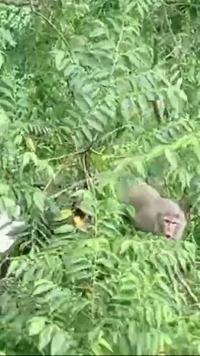 🐒monkey short video#shorts  #mankey #YouTube #banor#forest#abutuhaadnan