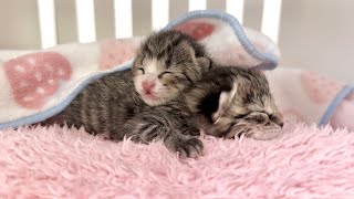生後3日 可愛い声で鳴きながら眠りにつく赤ちゃん猫&保護名つけました【山菜兄妹#2】Baby cats on their third day of life.