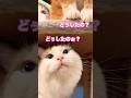 【CAT】ペットあるある #shorts #cat #cats #cute #猫動画 #猫 #可愛い猫 #かわいい猫