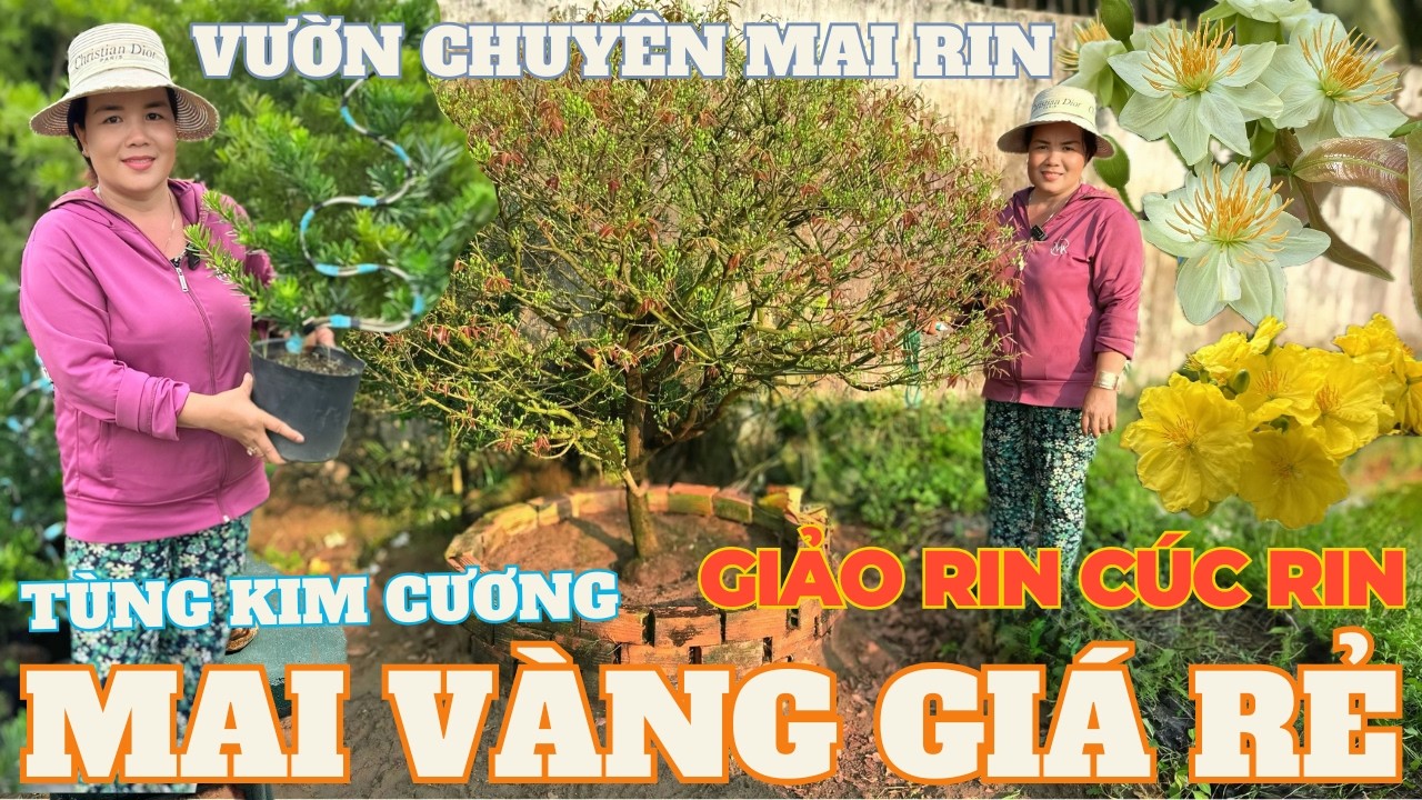 02-03 CHỊ PHƯƠNG Giao Lưu Mai Vàng Giá Rẻ, Siêu Bông Bình Lợi, Giảo Rin Cúc Rin... • THÀNH TRỌNG LÊ