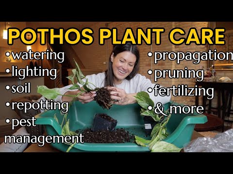 Pothos Plant Care 101