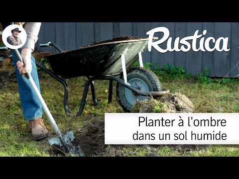 Vidéo: Planter des arbres dans les zones humides : utiliser des arbres qui aiment l'eau dans un sol à faible drainage