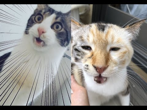 猫ちゃんがフレーメン反応した変顔が面白くてヤバいｗ The Funny Face That The Cat Responded To Fremen Is Interesting Youtube