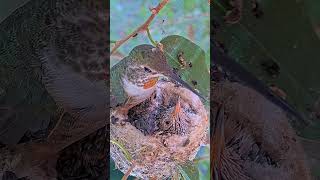 Olive Toping Off The Chicks - 15 And 16 Days Old Allens Hummingbirds 