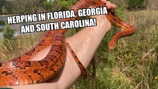 Herping in the Southeast! (Corn Snake, Cottonmouth and more)