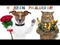 Трогательное видео поздравление с Днем Рождения, говорящая собака, говорящий кот, говорящие животные