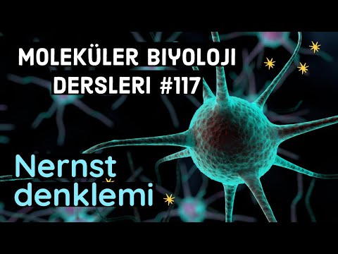 Nernst denklemi | iyon kanalları | sodyum | membran potansiyeli