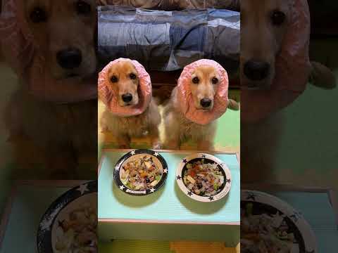 手作り犬ごはん ASMR はと麦入り薬膳ふりかけ爆食 咀嚼音がたまらない！