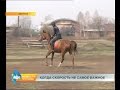 Лаборатория спорта: дистанционные конные пробеги