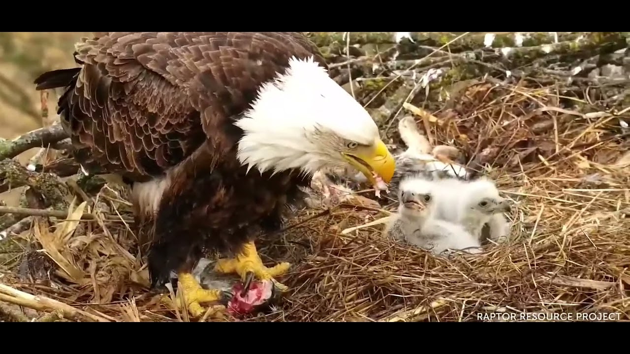 Decorah Eagles North 4/7/22. Now some Surf to go with the Turf.