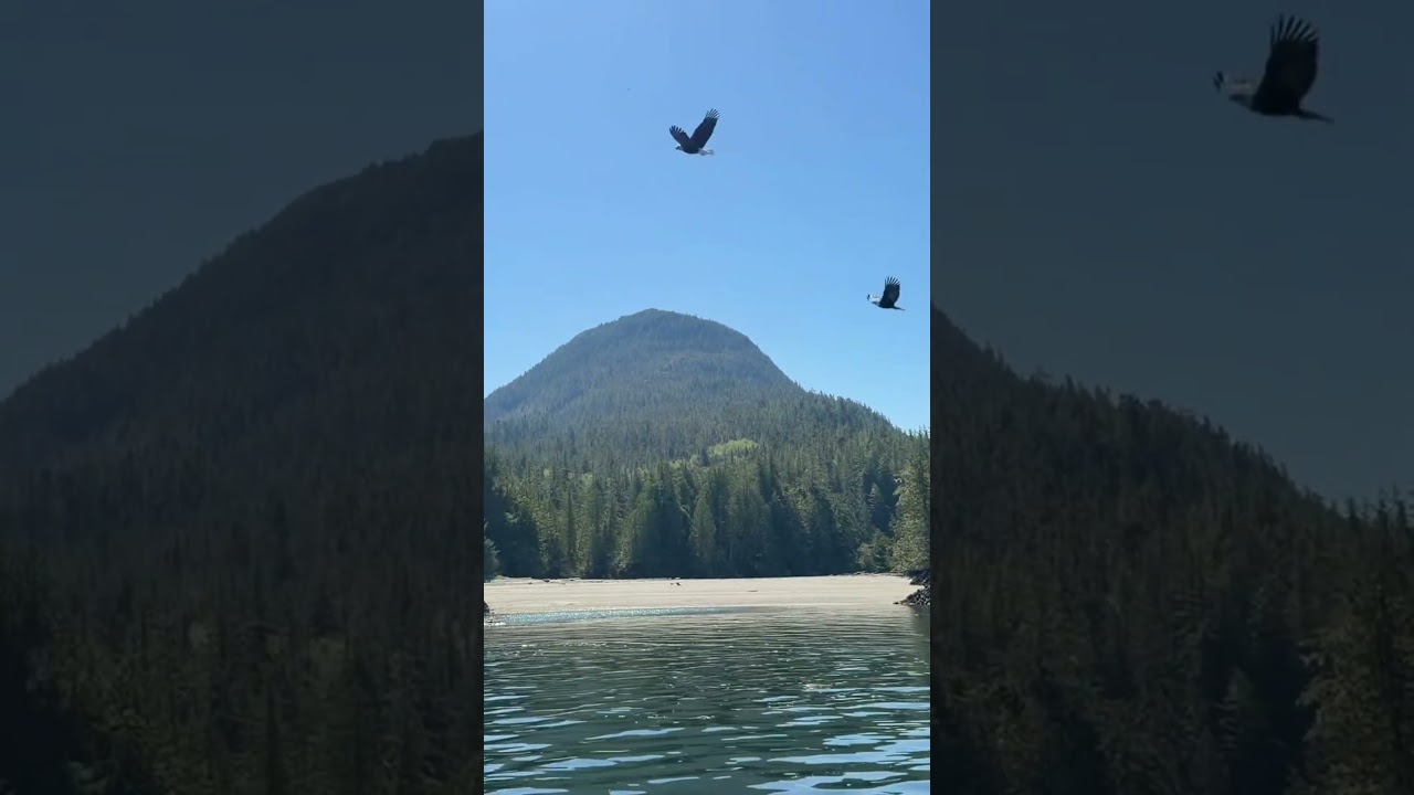 ‘MERICA! American Bald Eagles feeding in Ketchikan, Alaska! EPIC! 🦅🏔️🇺🇸 #cruise  #alaska
