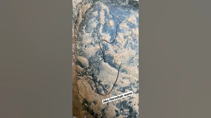 Weird leech AKA Horsehair worm narrated by Wicked ...