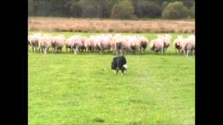 Sheepdog border collie in training 15 months old by Northern lights BORDER COLLIES 566 views 2 years ago 3 minutes, 32 seconds