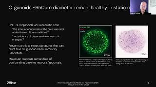 Reproducible Brain Organoids for Reliable CNS Safety Assessment