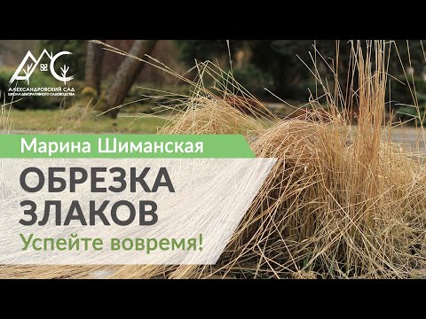 Видео: Уход за ковылем корейским: руководство по выращиванию ковыля корейского