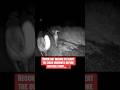 Recon cat tips off the Guardian dogs to coyotes…