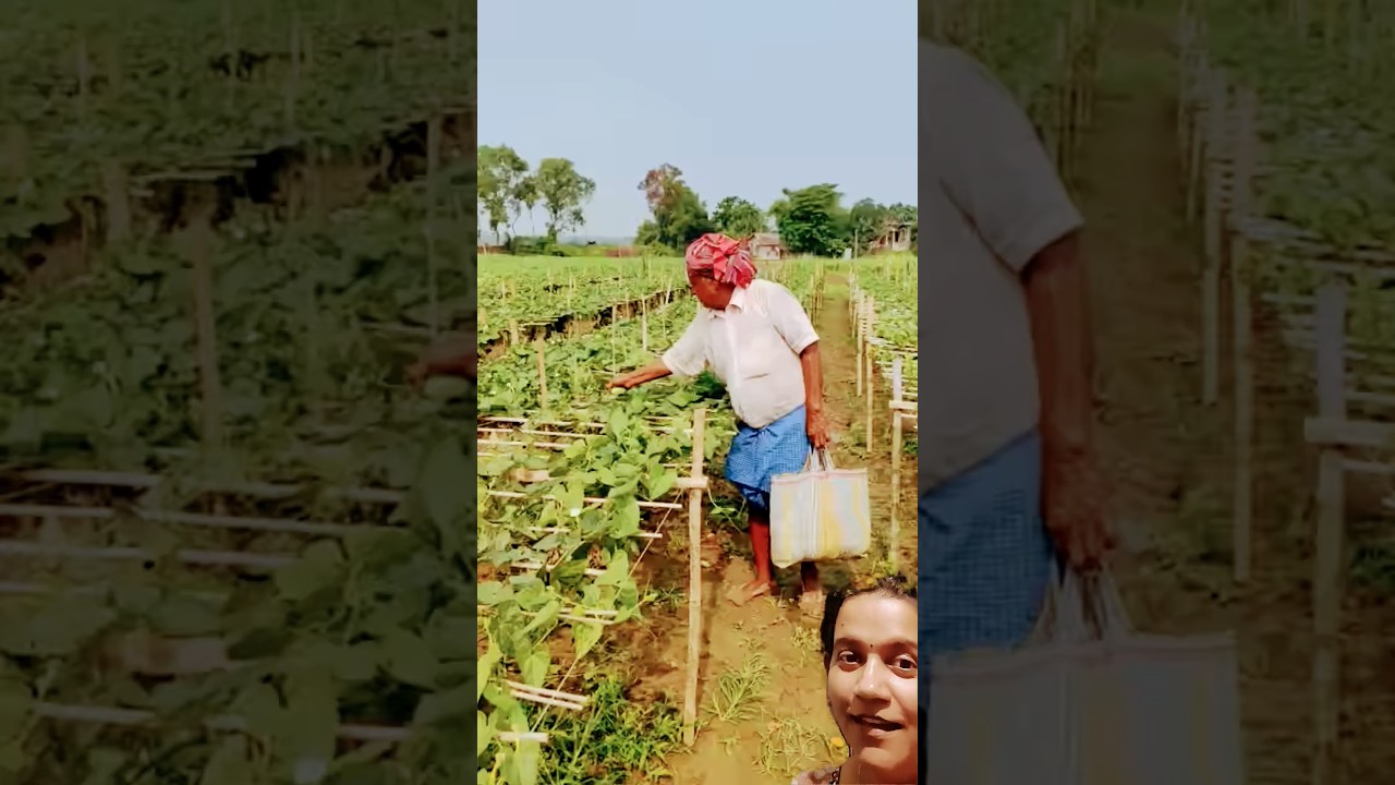 ചിലവ് കുറഞ്ഞ പന്തൽ...