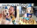 Jupiters Birthday Celebration!🐶🌈 (he turned 5!!🥺)