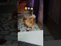 #cute 🥰🐕🤓🧿👍 #tarndeng #vairlvidoe #funny#shortvideo #comedy#youtubeshort#puppy #vairal #officalvideo