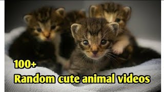 Cute kitten compilation 2