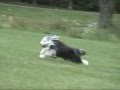 Hogan the Lowchen Plays Fetch の動画、YouTube動画。