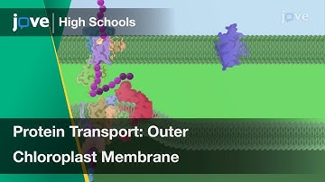 Protein Transport to the Outer Chloroplast Membrane | Cell Bio | Video Textbooks - Preview