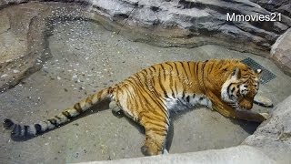 アムールトラの水浴び~Amur Tiger Bathing