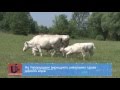На Ужгородщині вирощують унікальних і дуже дорогих корів