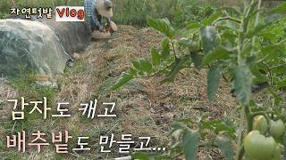 How to Harvest Potatoes and Prepare a Cabbage Patch at the Same Time