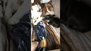 American Staffordshire Terrier Puppy