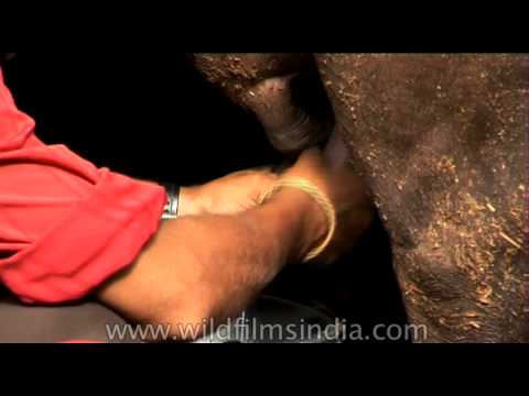 Hand milking buffalo in a dairy farm India