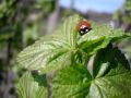 Samsung Digimax S1070 - Test - Biedronki ' Ladybugs