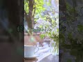 新緑薫るカフェテラスとボサノバ【カフェBGM】#カフェbgm #aimusic #癒し #ボサノバ