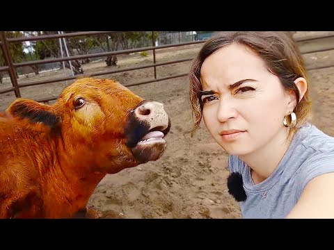 Spending Time With The Cow & The Chicken At Alveus