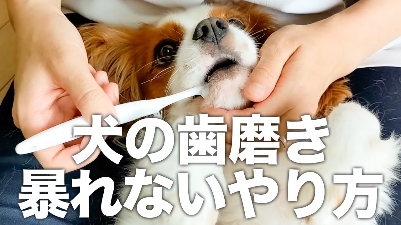 【犬　歯磨き】暴れない正しいやり方を獣医師が実演解説
