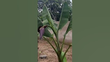 chuối rừng độc lạ