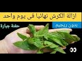 النعناع والزنجبيل لحرق الدهون المتراكمة وفقدان الوزن الزائد النعناع والزنجبيل لحرق الدهون المتراكمة وفقدان الوزن الزائد