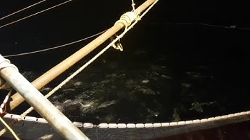 Cận cảnh 160 tấn cá bè vàng tiền tỉ bơi lội tung tăng trên biển