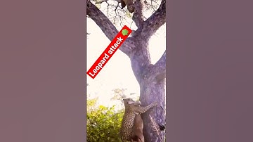 Leopard attack on tree video #shorts #leopard