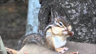 大きな木の実を食べるシマリス 大きな木の実を食べるシマリス