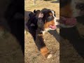 #バーニーズ#犬#dog#子犬#子供#犬のいる生活 暮らし#大型犬の居る暮らし#大型犬#ブリーダー#ペットショップ#ブリーダー犬#千葉県#木更津#君津#バーニーズマウンテンドッグ#バーニーズ子犬