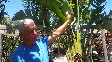 Quanto costa una pianta di Strelitzia?