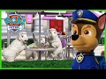 Skye and Chase Save the Farm Animals | PAW Patrol | Cartoons for Kids