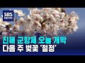 진해 군항제 오늘 개막…다음 주 벚꽃 &#39;절정&#39; / SBS