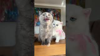 Ladies so to not start fights but they can finish them 🎀💖 #cat #disney #aristocats #cuteanimals