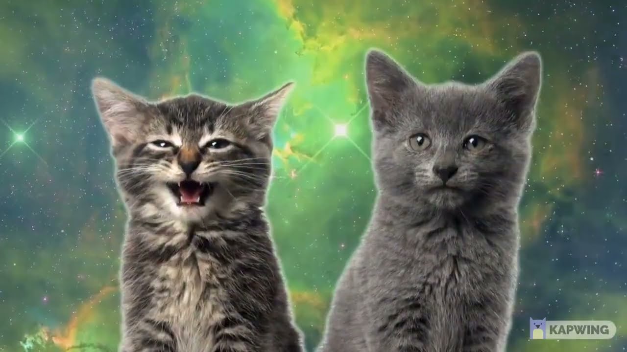 Котик мяу песня